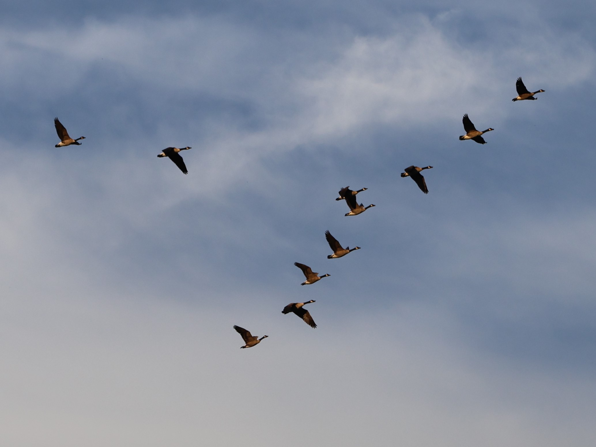 geese flying in a v formation